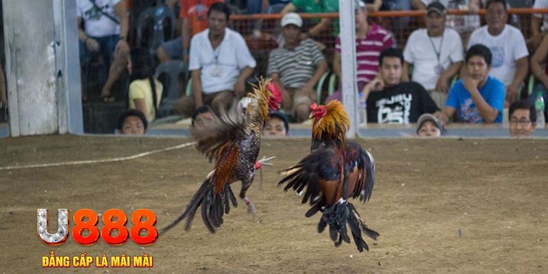 pg99 đăng nhập mậu binh khuyến mãi